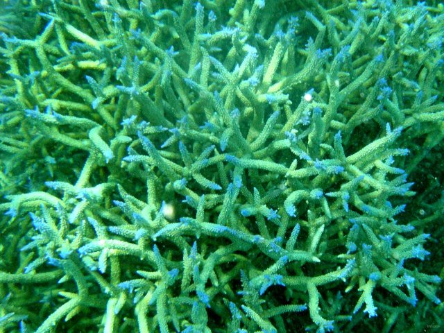 62- Corail aux extremites bleues 